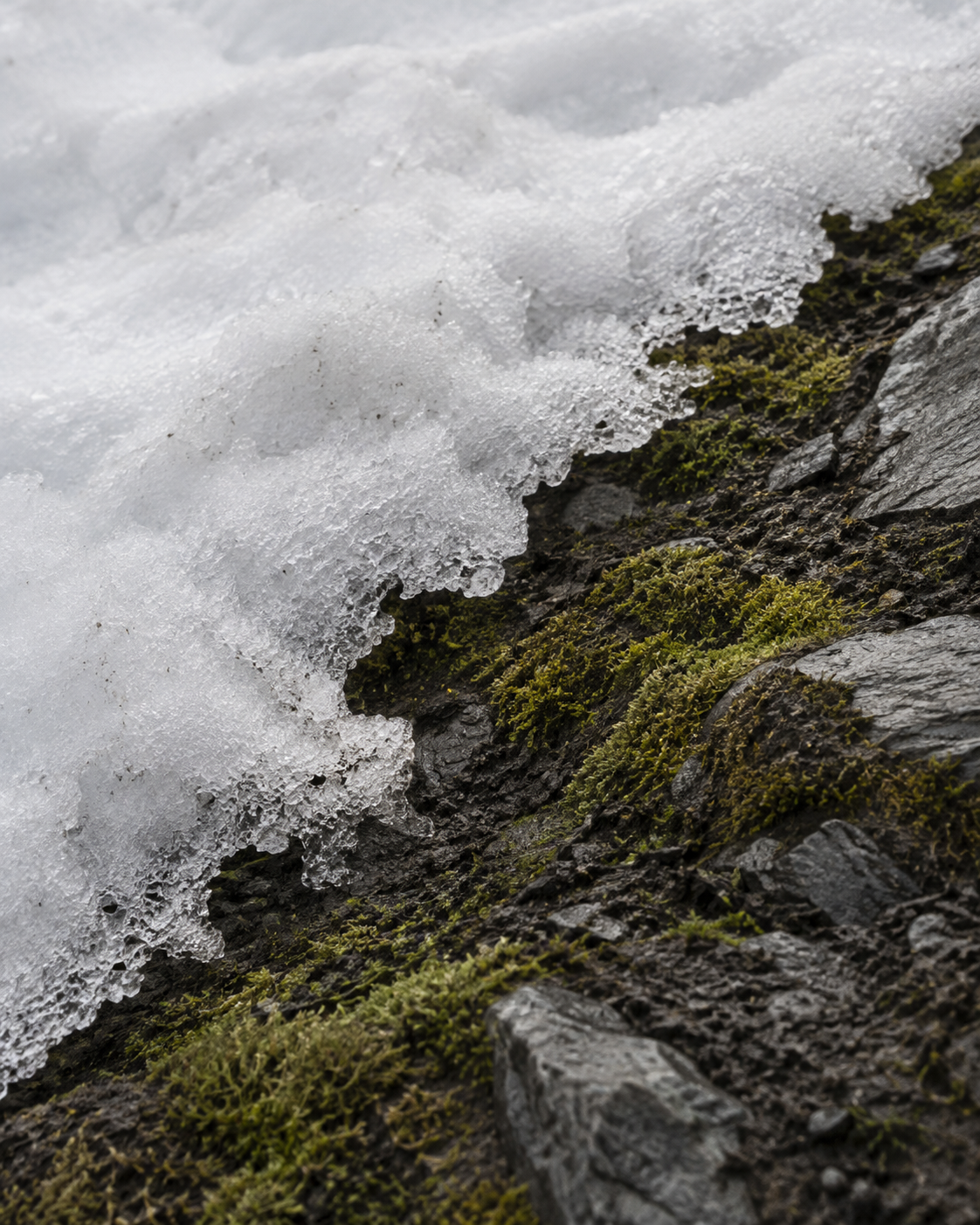 Snow melting over moss and rock